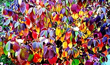 Волгоградцы наслаждаются красками природы, которые дарит середина осени