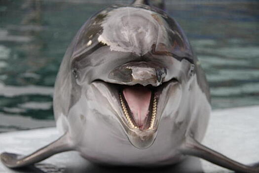 «Дотронуться до звука»: ученые рассказали, как «переводят» язык дельфинов