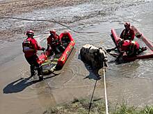 Четырех коров спасли из зыбучих песков