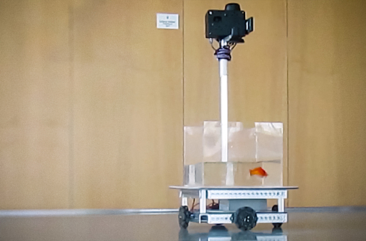 Видео: золотых рыбок научили водить автомобиль