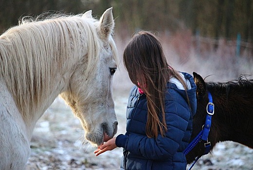 Лечение с помощью лошадей поможет восстановиться пациентам с травмами мозга