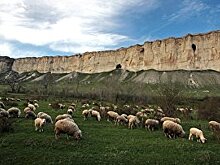 В Крыму баранов стало больше