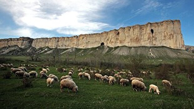 В Крыму баранов стало больше