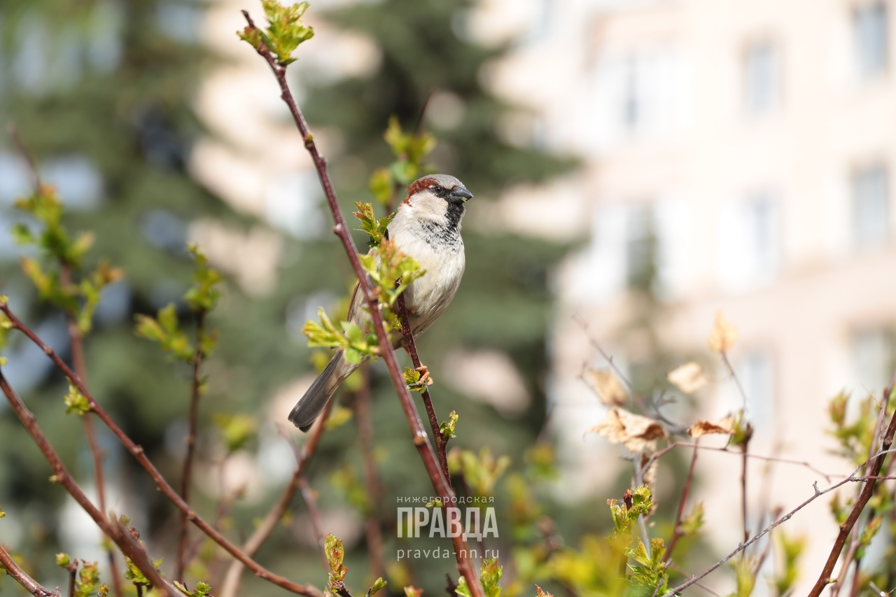 Рекорд тепла зафиксирован в Нижегородской области 12 марта