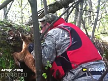 В лесах Башкирии спасли застрявшего лосёнка