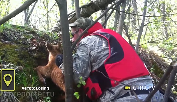 В лесах Башкирии спасли застрявшего лосёнка