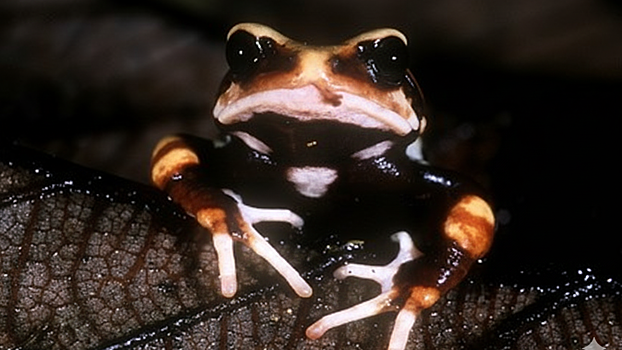 В Танзании открыли новый вид жаб, которые нарушают правила биологии