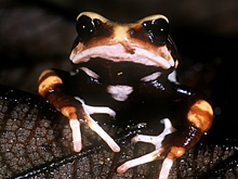 В Танзании открыли новый вид жаб, которые нарушают правила биологии