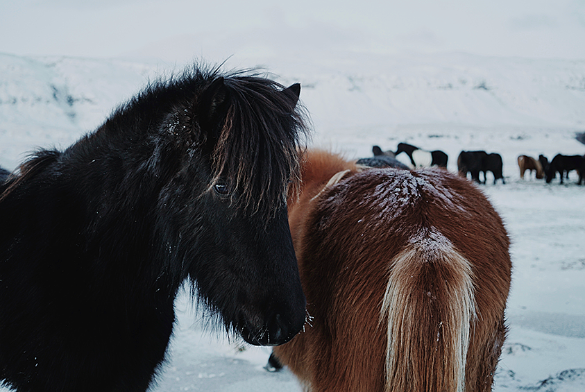 В январе нам довелось увидеть другую —безлюдную, пустынную — Исландию. В августе около каждого каньона или водопада стояло по две-три машины, в январе мы были одни всегда и везде. Рядом расхаживали только обросшие мехом коренастые лошади. Вывозить коня из Исландии нельзя категорически — кровь должна оставаться чистой.
