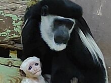 В Пензе в зоопарке родился восточный колобус неизвестного пола