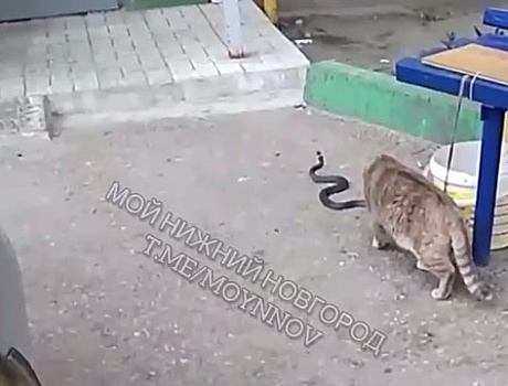 Змея у подъезда многоэтажки напугала нижегородцев