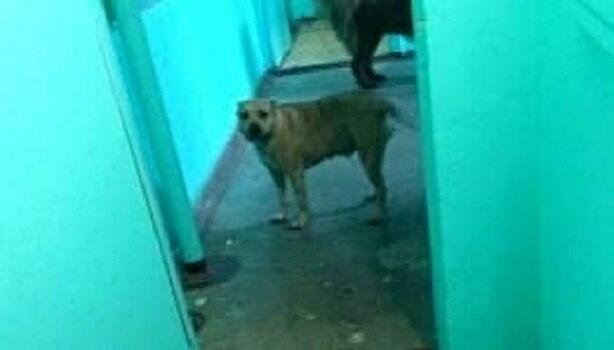 В Кирове хозяин собаки, которая укусила ребенка за лицо, выплатил компенсацию