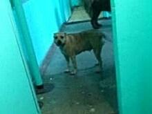 В Кирове хозяин собаки, которая укусила ребенка за лицо, выплатил компенсацию