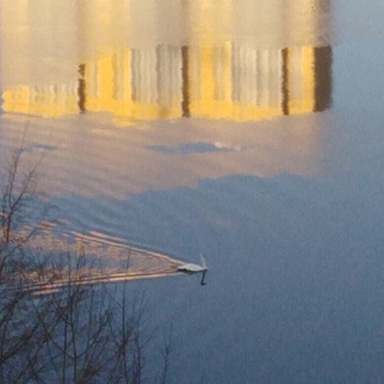 Нижегородцы переживают за хромого лебедя на Бурнаковском озере