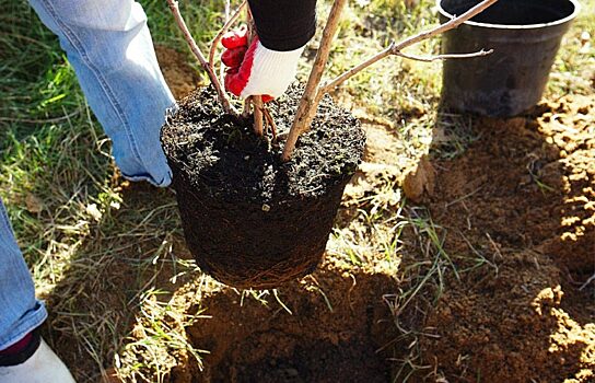 В Шадринском районе высадили яблоневую аллею и барбарисовый сад