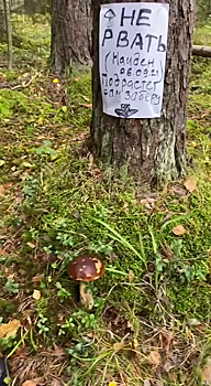 Кто первый встал, того лисички: правда ли, что москвичи стали бронировать грибы в лесах