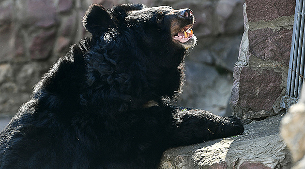 В Москве проснулись медведи