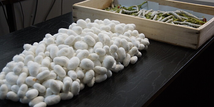 Последний шелкопряд: как используют насекомых в косметологии?