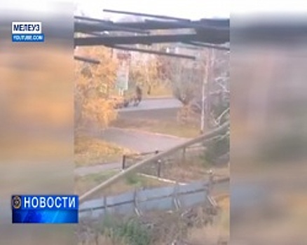Верблюд с наездником разгуливал по центральным улицам Мелеуза и едва не устроил ДТП