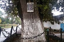 Памятник с корнями. Ставропольский дуб в реестре старовозрастных деревьев
