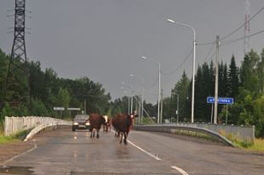 До села с ветерком. Появились планы ремонтных работ областных дорог