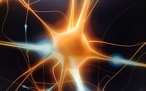 Ученые выяснили, как одна из молекул нервной системы влияет на облегчение боли