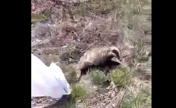 В Курской области спасли упавшего в яму барсука