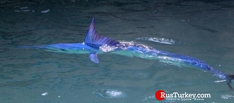В Анталье обнаружена самая быстрая в мире рыба