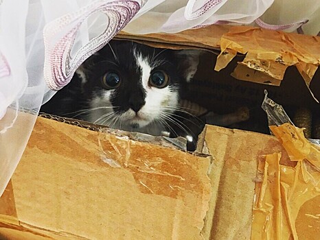 Кошка Моня тверских зоозащитников стала победительницей зрительского голосования на Первом канале