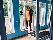 Фото дня: экзотический гость заглянул в гостиничный комплекс в спортивой деревне «Новинки»