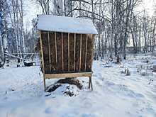 Охотоведы Новосибирской области заготовили почти 56 тыс. веников для подкормки животных зимой