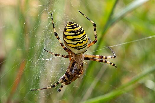 Предсказано будущее пауков-ос в России