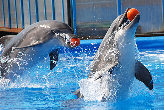 В Грозном появится дельфинарий площадью 10 тысяч квадратных метров