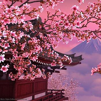 Посмотреть цветение Сакуры – причина поездки в Японию весной