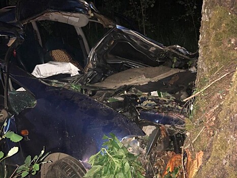 В Тверской области водитель сбил лося и врезался в дерево