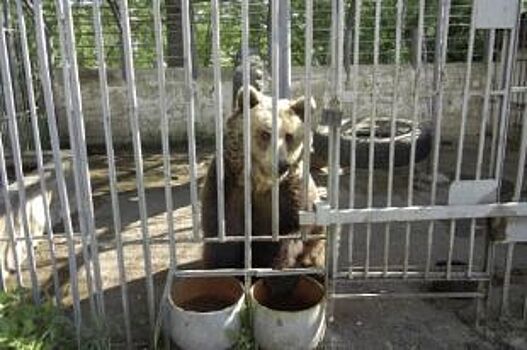 Пермские волонтёры выкупили медведицу, которую едва не застрелили