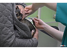 Пермские зоозащитники откроют сервис по перевозке бездомных больных животных