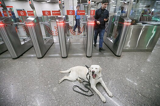 В московском метро обучат 60 собак-поводырей