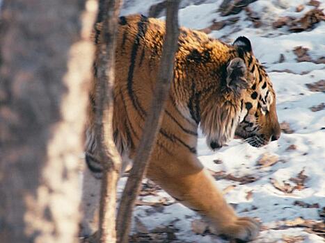 "Спасти тигра" с Discovery Channel