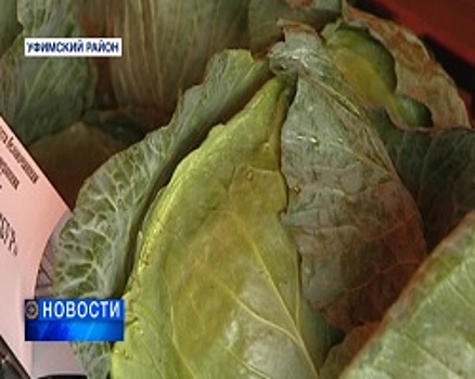 Дефицит собственных овощей Башкортостана достиг отметки 210 тысяч тонн