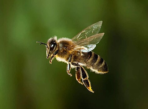 К чему снится пчела — толкование сна