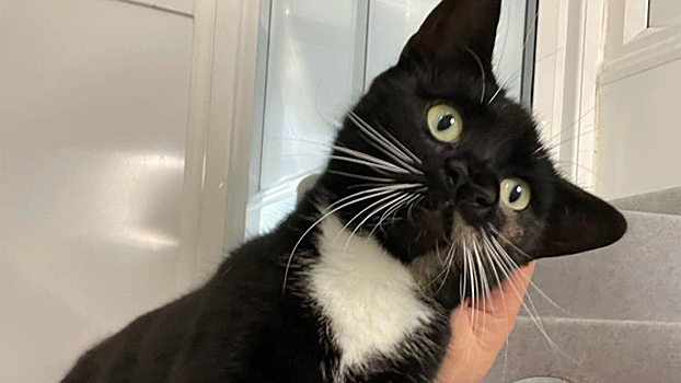 В Британии в приют для животных попала кошка с двумя носами