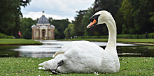 Личные лебеди Елизаветы II: о королевских птицах и особенностях их учета