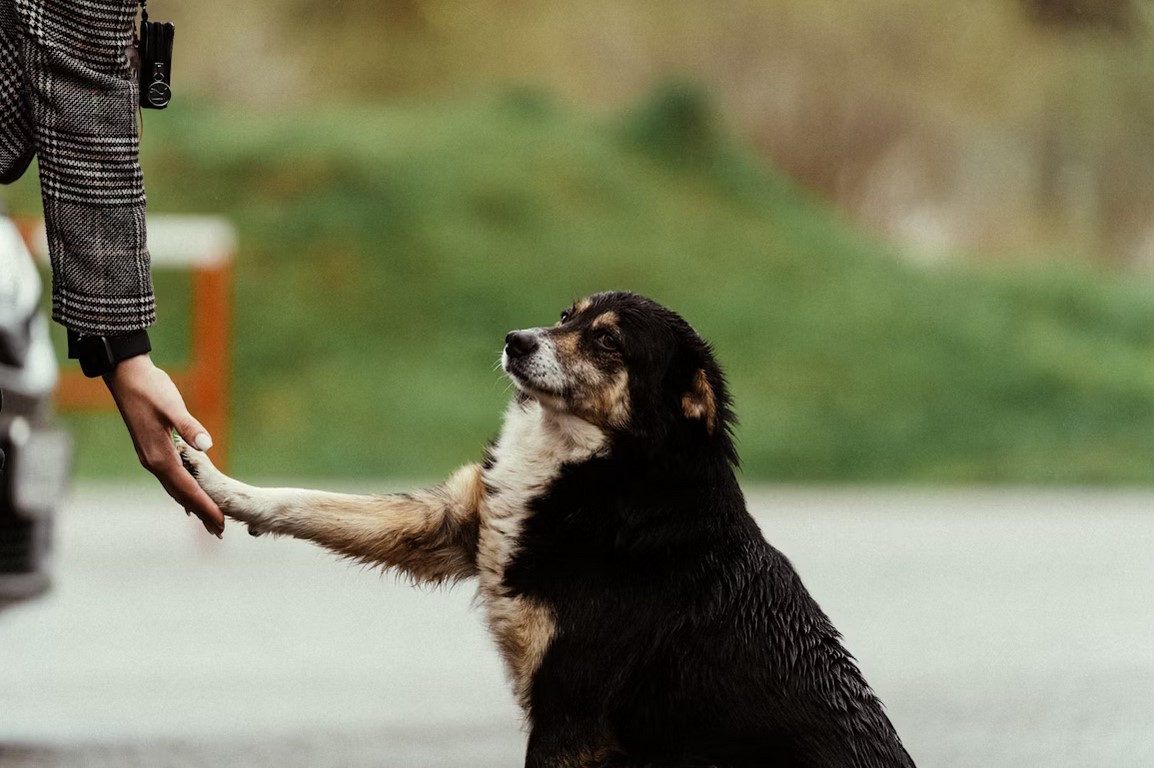 Может ли ИИ научить людей понимать эмоции животных