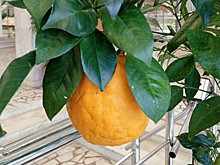 В Сочи появится первый в России Селекционный центр для субтропических культур