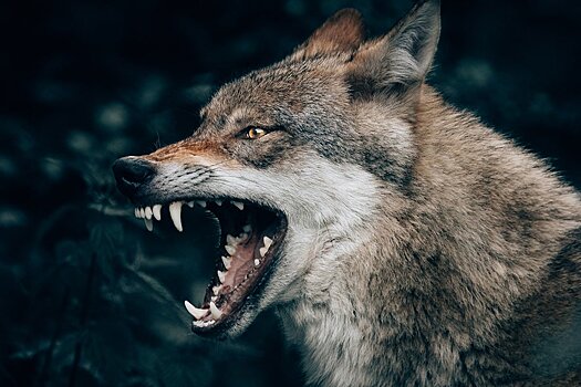 В Югре родители хотят перевести школьников на дистант из-за нашествия волков