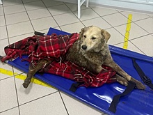 Собаке выстрелили в задний проход и бросили с моста в Заволжье
