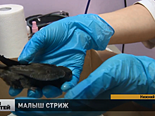 Нижегородская журналистка спасла беспомощного птенца стрижа