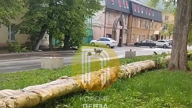 В Пензе расследуют нападение собак на мать и дочь