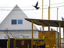 Биолог Воробьев: резкие морозы без снега могут навредить растениям на даче